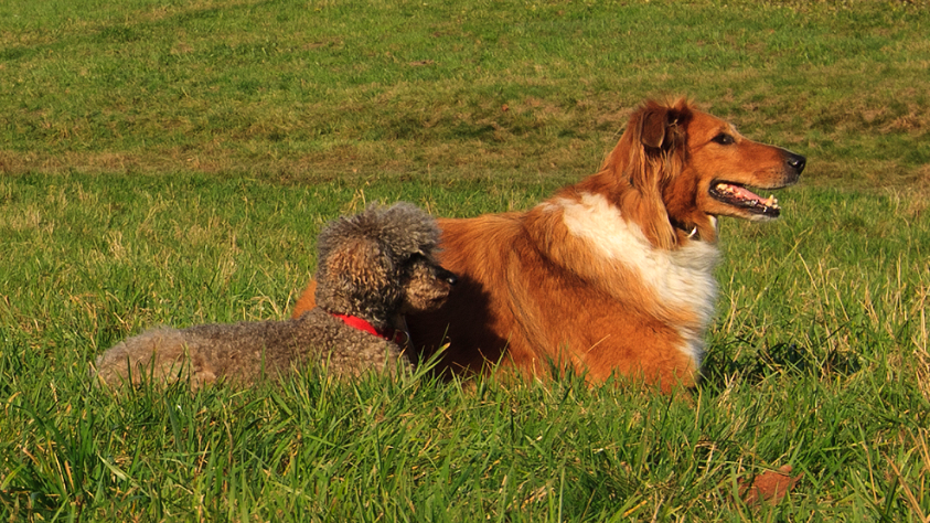 Hundetraining Frankfurt mit Trainerin Sylvia Tobsch