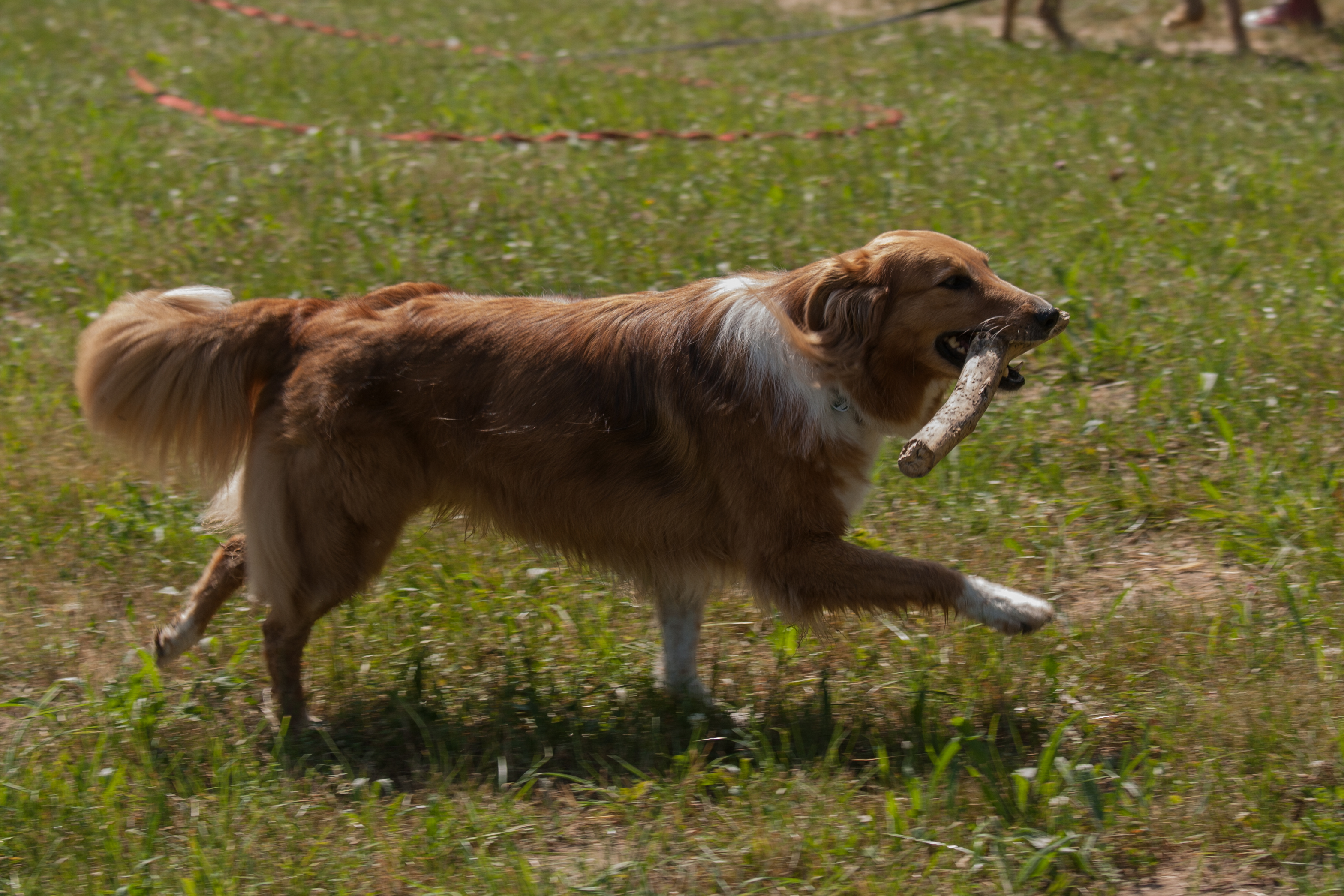 Hundeschule Frankfurt – professionelles Hundetraining
